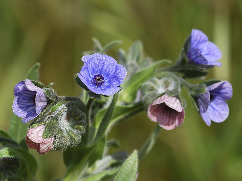 Cynoglossum creticum.09