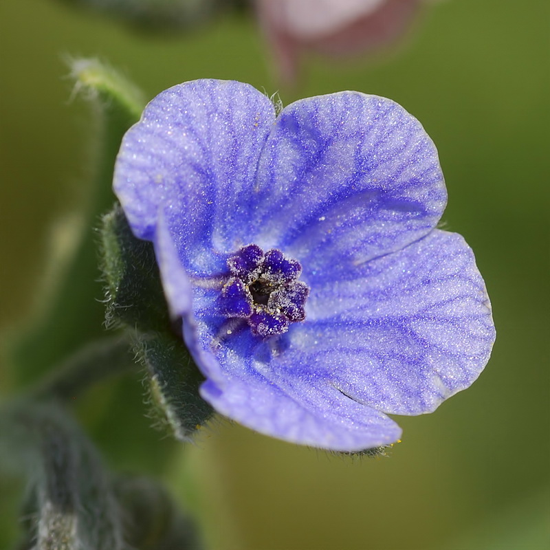 Cynoglossum creticum.20