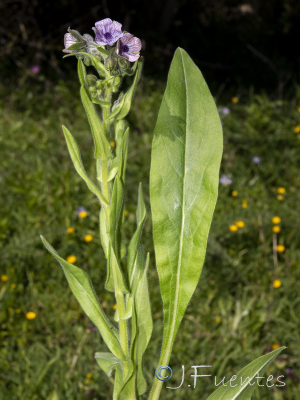 Cynoglossum creticum.28