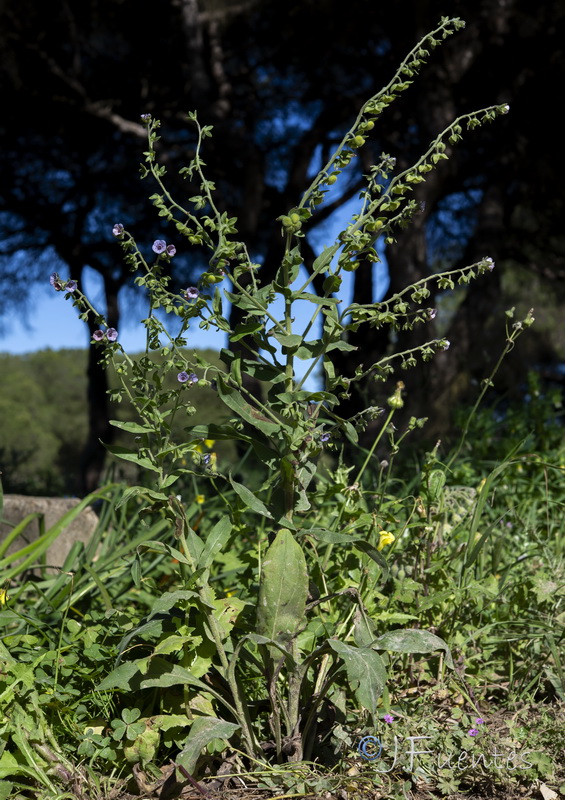 Cynoglossum creticum.33