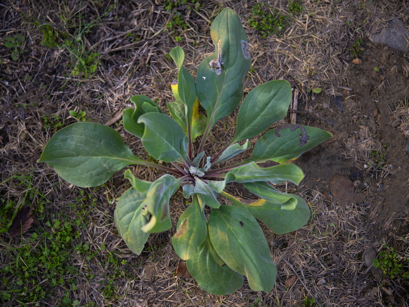 Cynoglossum creticum.37