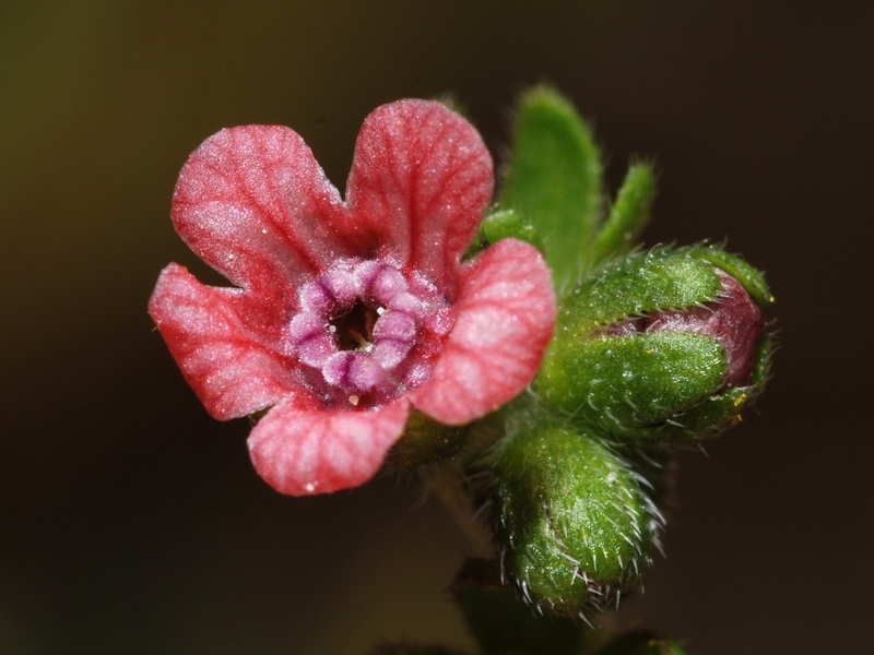 Cynoglossum pustulatum.06