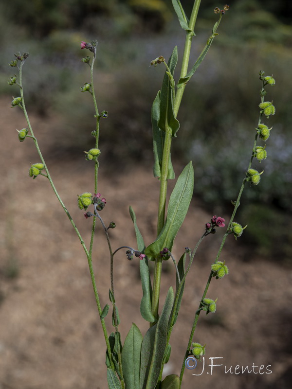 Cynoglossum pustulatum.16