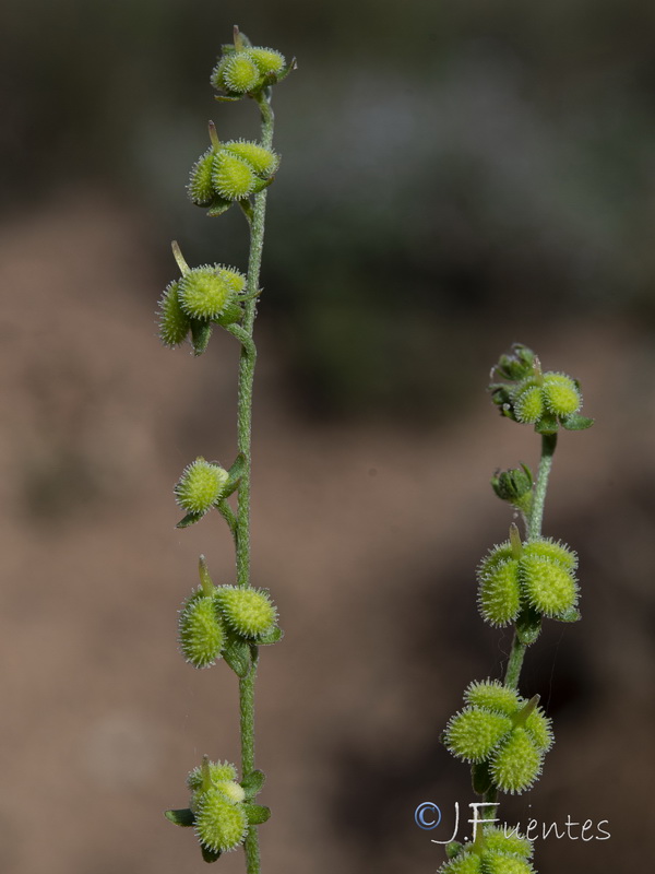 Cynoglossum pustulatum.25