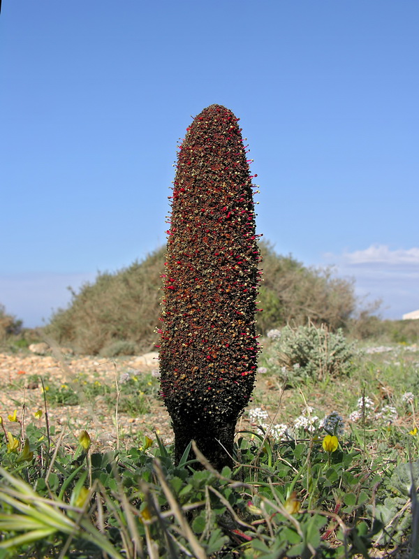 Cynomorium coccineum coccineum.01