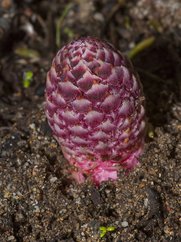 Cynomorium coccineum coccineum.02