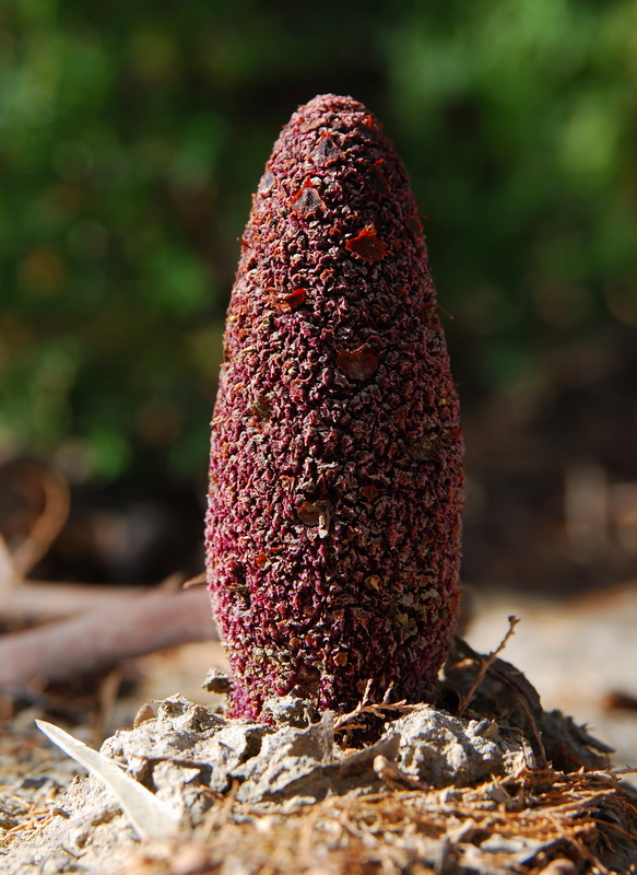 Cynomorium coccineum coccineum.03