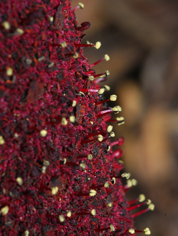 Cynomorium coccineum coccineum.05