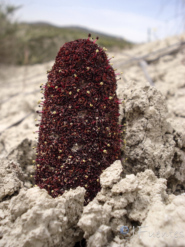 Cynomorium coccineum coccineum.08