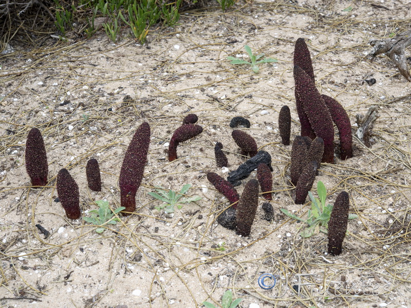 Cynomorium coccineum coccineum.10