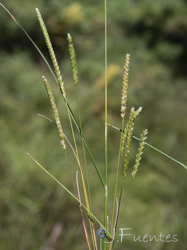 Cynosurus cristatus.01