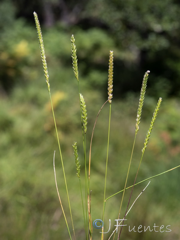 Cynosurus cristatus.02
