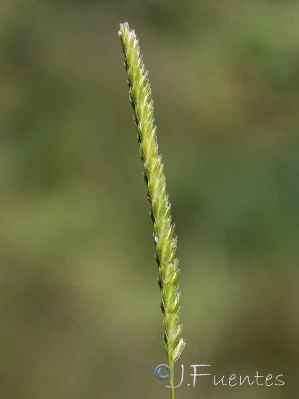 Cynosurus cristatus.03