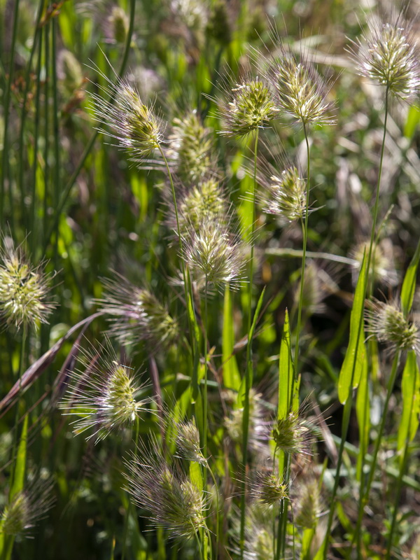 Cynosurus echinatus.01