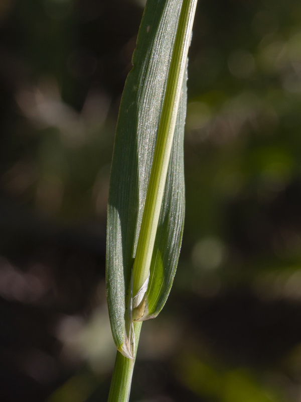 Cynosurus echinatus.02