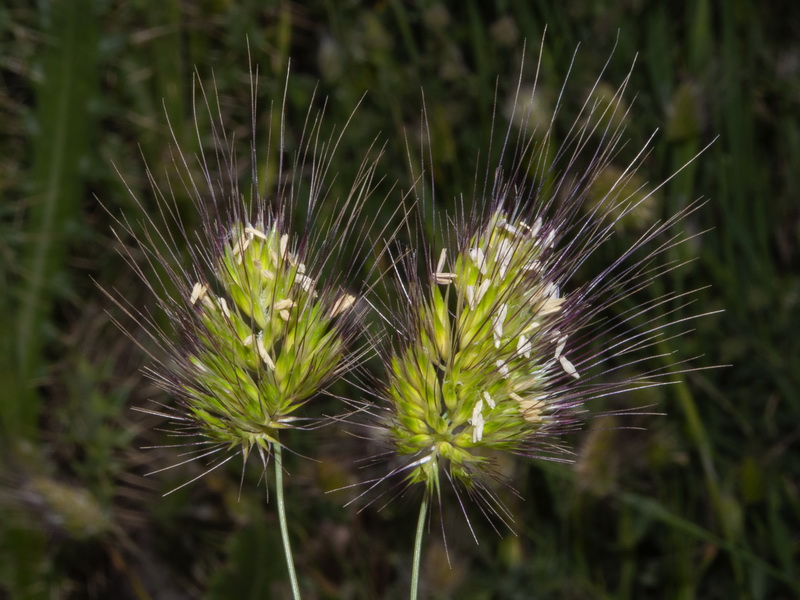 Cynosurus echinatus.04