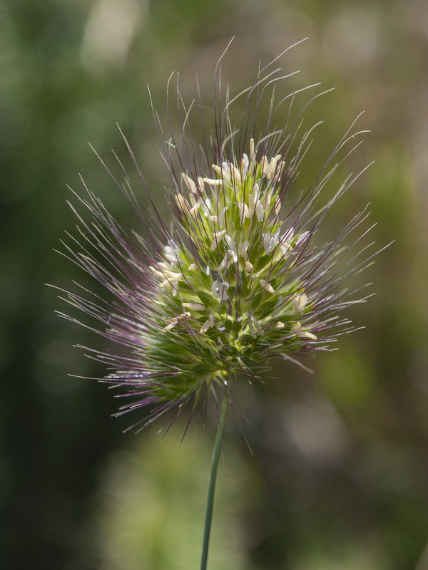 Cynosurus echinatus.05