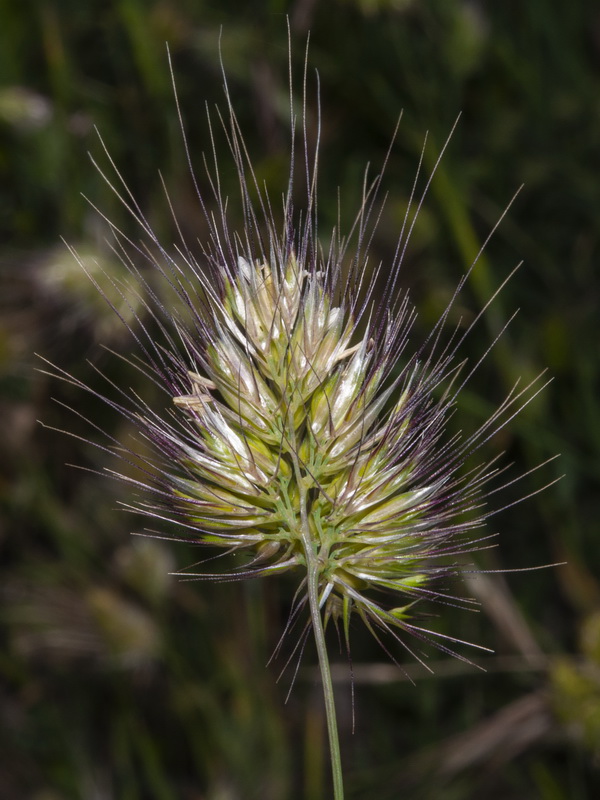 Cynosurus echinatus.06