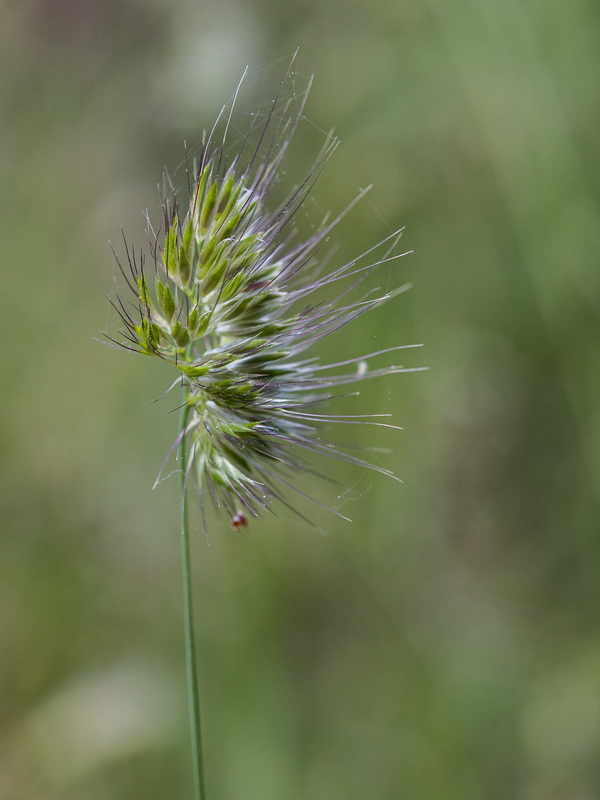 Cynosurus echinatus.08