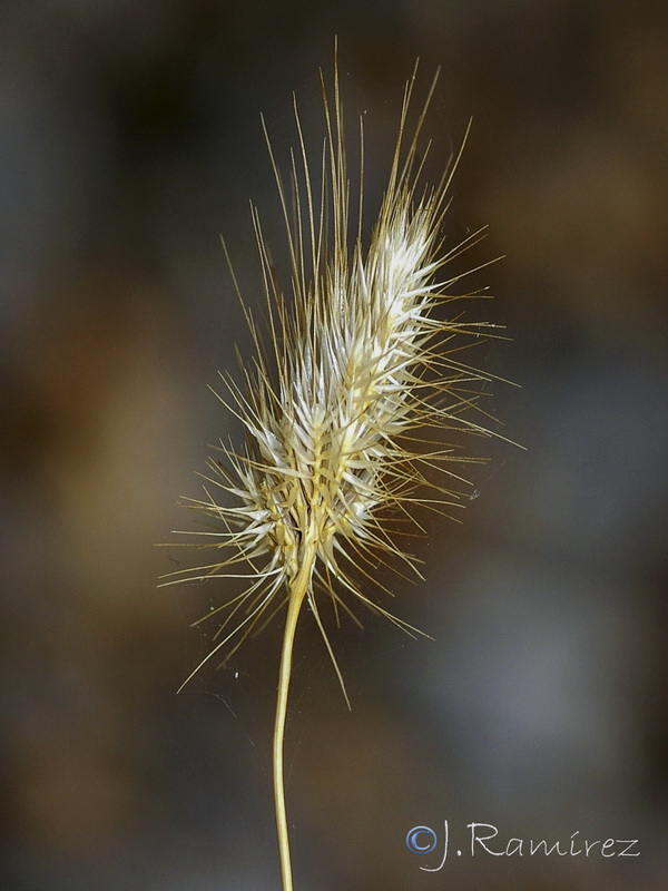 Cynosurus echinatus.10