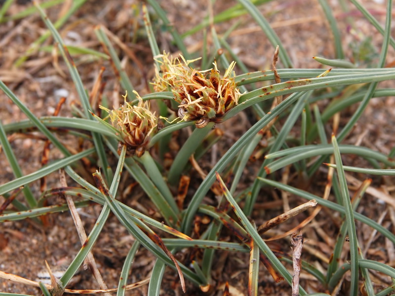 Cyperus capitatus.06