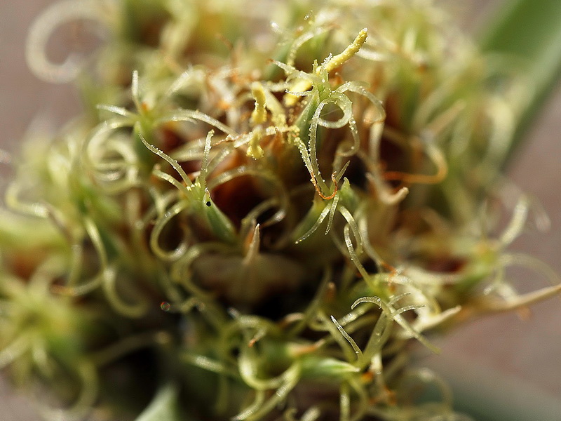 Cyperus capitatus.09