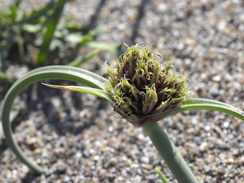 Cyperus capitatus.10