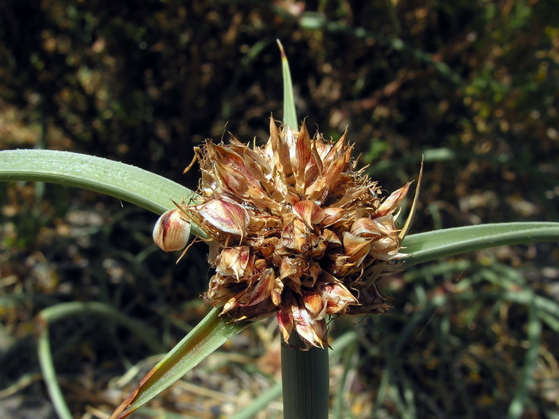 Cyperus capitatus.12