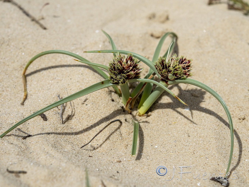 Cyperus capitatus.13
