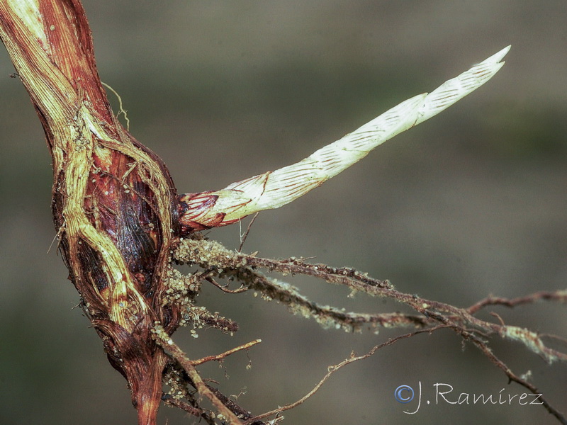 Cyperus capitatus.18