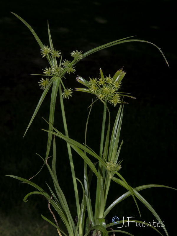 Cyperus croceus.01