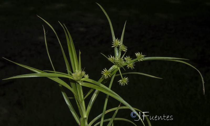 Cyperus croceus.02