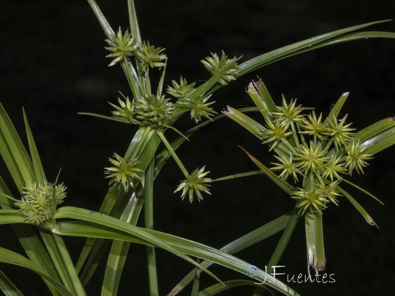 Cyperus croceus.03