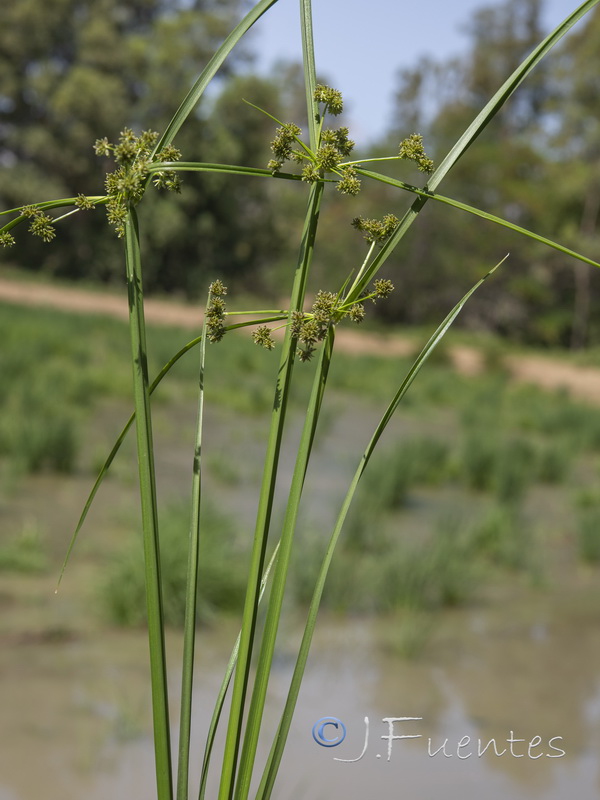 Cyperus difformis.01