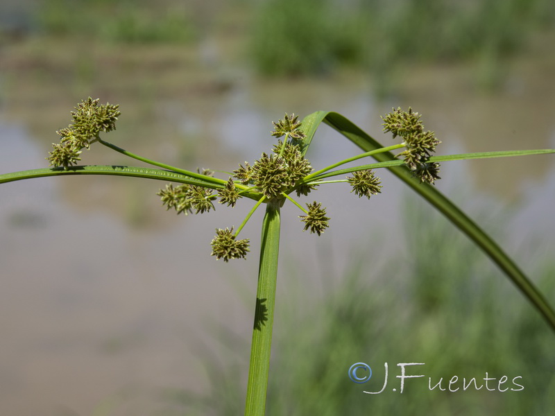 Cyperus difformis.03