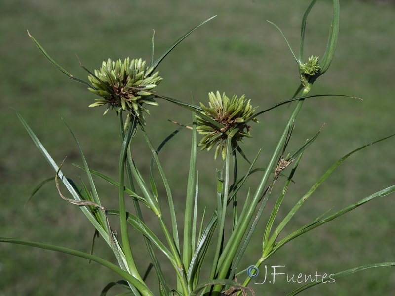 Cyperus eragrostis.02