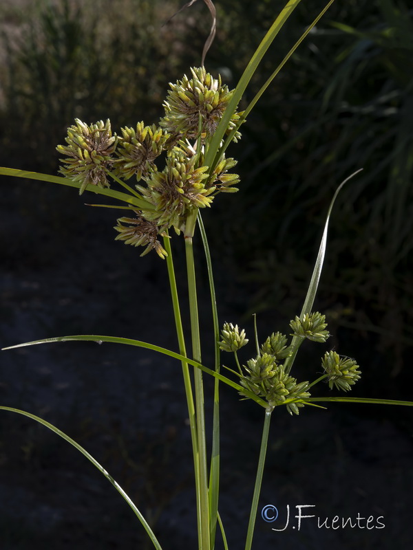 Cyperus eragrostis.03