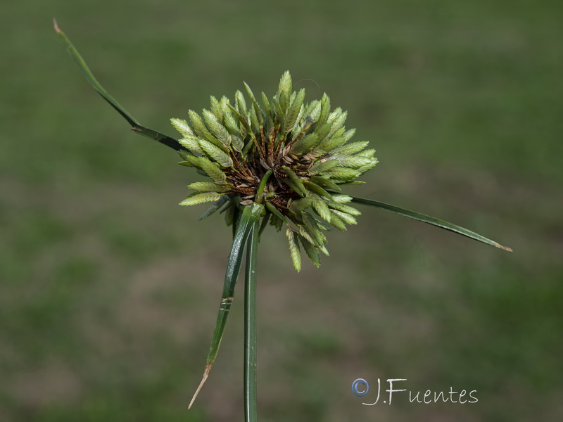 Cyperus eragrostis.04