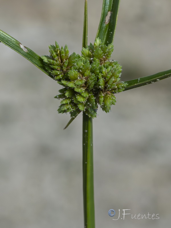 Cyperus eragrostis.05