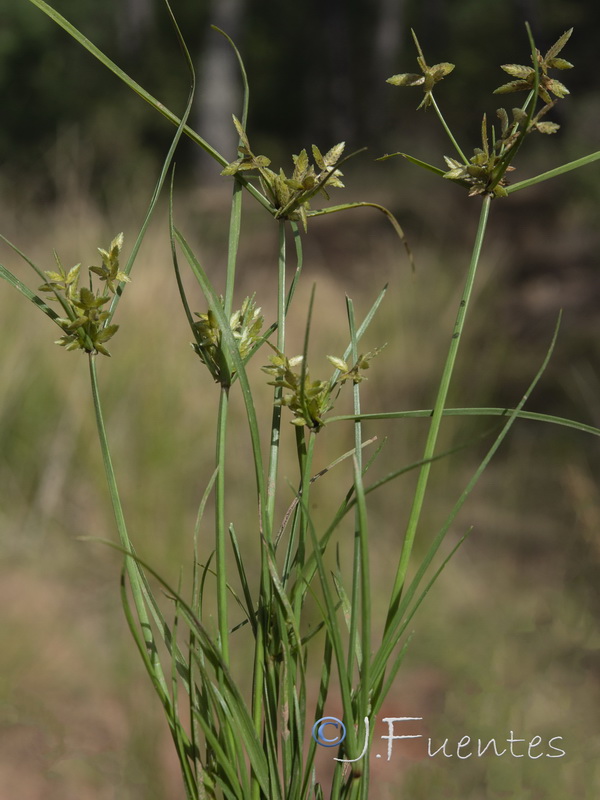 Cyperus flavescen.01
