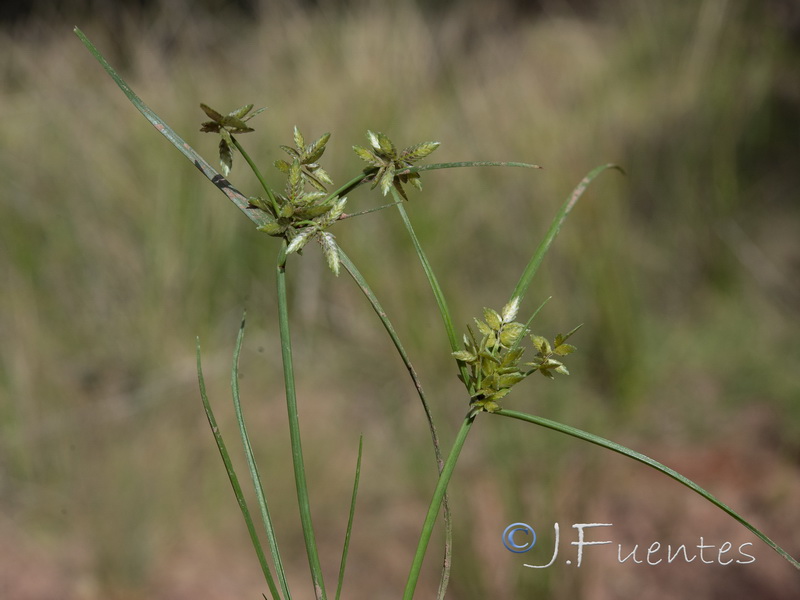 Cyperus flavescen.04