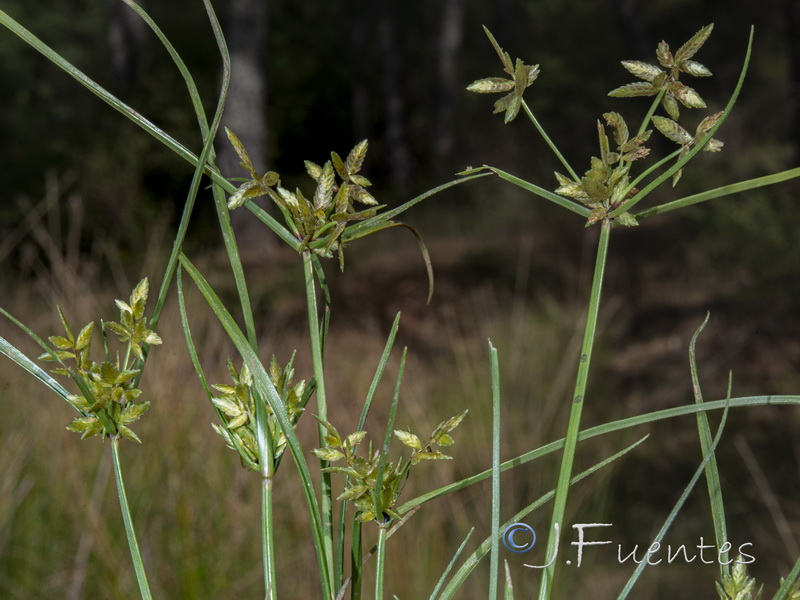 Cyperus flavescen.05