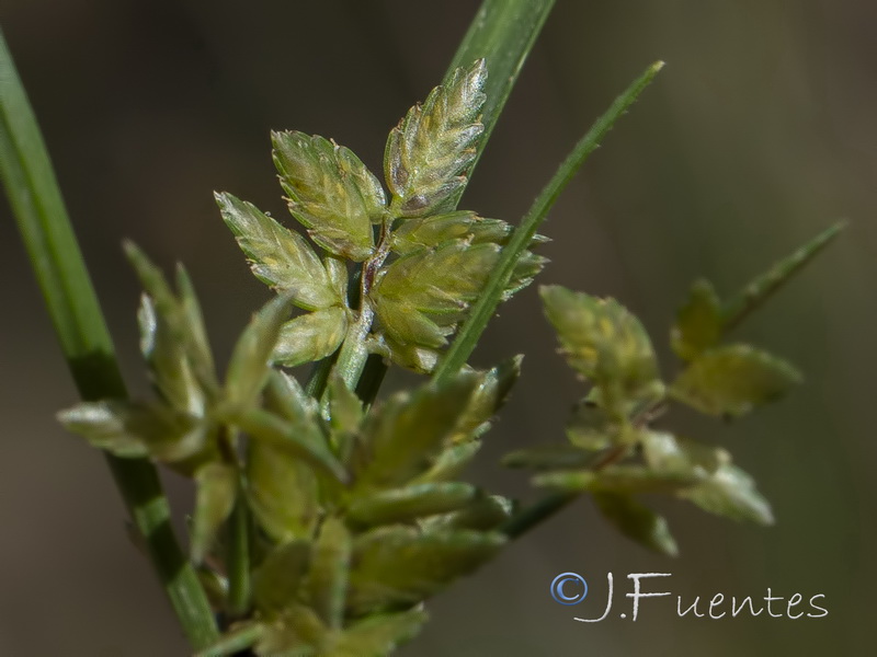 Cyperus flavescen.06
