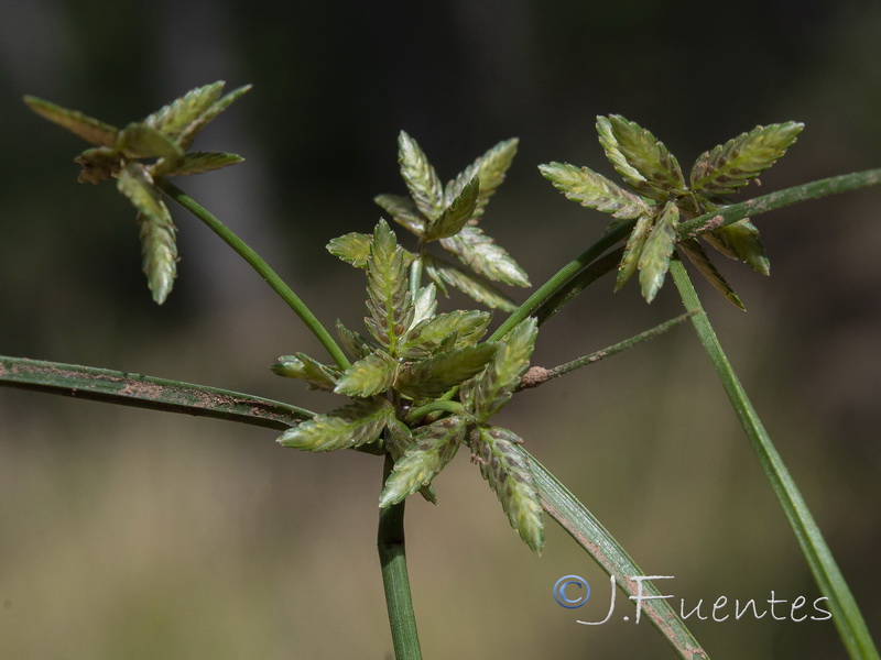 Cyperus flavescen.07