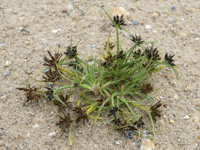 Cyperus fuscus.01