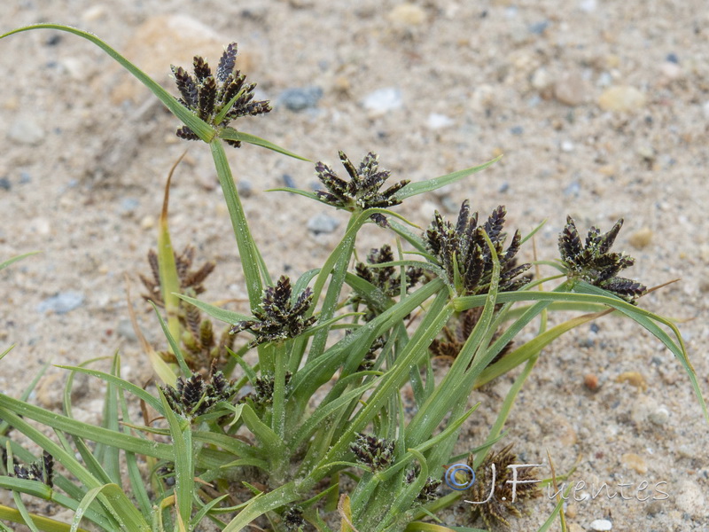 Cyperus fuscus.02