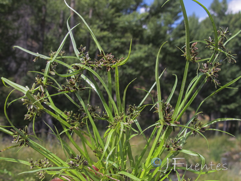Cyperus fuscus.03