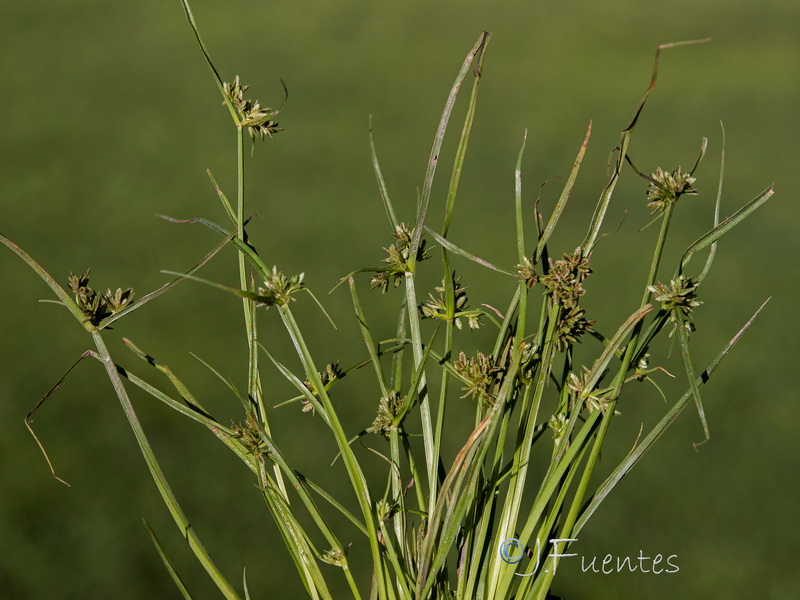 Cyperus fuscus.04