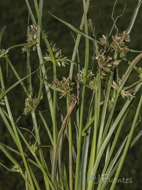 Cyperus fuscus.05