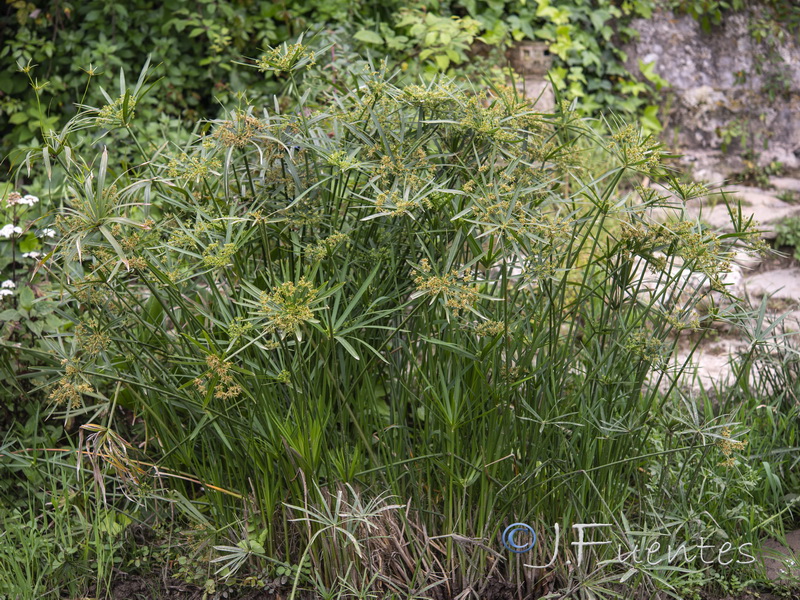 Cyperus involucratus.01